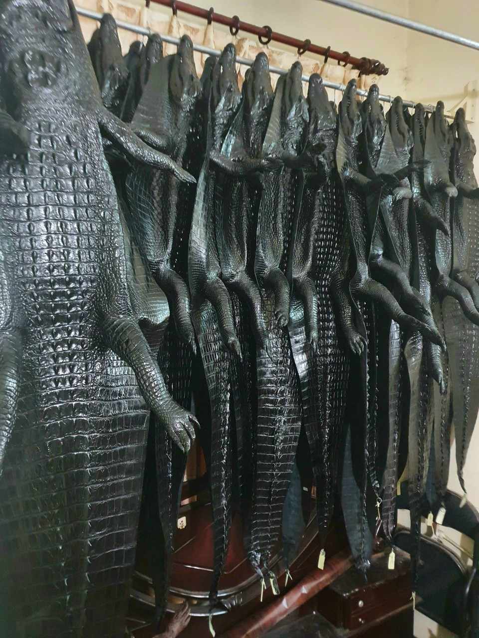 Cá sấu treo tường